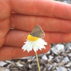 Zizina otis (Common Grass-Blue) at Hackett, ACT - 17 Nov 2020 by WalterEgo