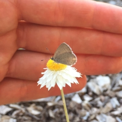 Zizina otis (Common Grass-Blue) at Hackett, ACT - 16 Nov 2020 by WalterEgo