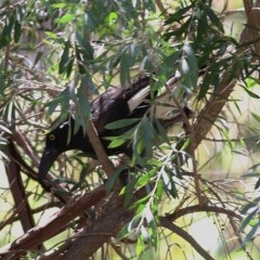 Strepera graculina (Pied Currawong) at Clyde Cameron Reserve - 17 Nov 2020 by Kyliegw