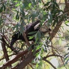 Strepera graculina (Pied Currawong) at Wodonga - 17 Nov 2020 by KylieWaldon