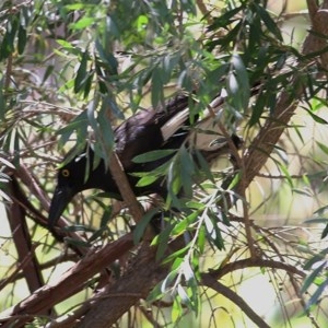 Strepera graculina at Wodonga, VIC - 17 Nov 2020 11:15 AM