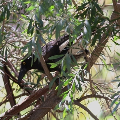 Strepera graculina (Pied Currawong) at Wodonga - 17 Nov 2020 by KylieWaldon