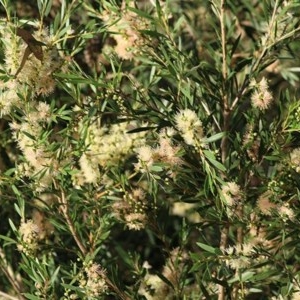 Callistemon sieberi at Splitters Creek, NSW - 14 Nov 2020