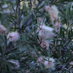 Callistemon sieberi at Splitters Creek, NSW - 14 Nov 2020