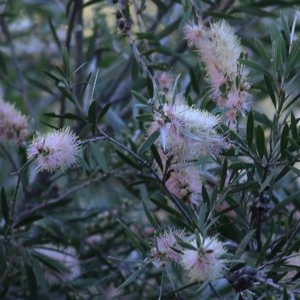 Callistemon sieberi at Splitters Creek, NSW - 14 Nov 2020 07:30 AM