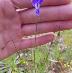 Wahlenbergia luteola (Yellowish Bluebell) at Mount Majura - 8 Nov 2020 by jamie.barney