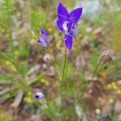 Wahlenbergia luteola at Watson, ACT - 9 Nov 2020