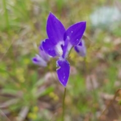 Wahlenbergia luteola at Watson, ACT - 9 Nov 2020 09:37 AM