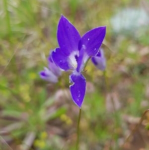 Wahlenbergia luteola at Watson, ACT - 9 Nov 2020