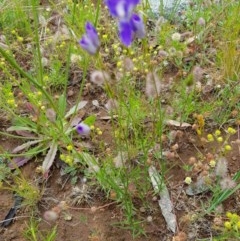 Wahlenbergia luteola at Watson, ACT - 9 Nov 2020 09:37 AM