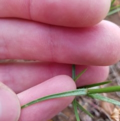 Wahlenbergia luteola at Watson, ACT - 9 Nov 2020