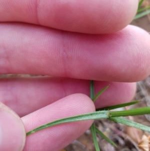 Wahlenbergia luteola at Watson, ACT - 9 Nov 2020 09:37 AM