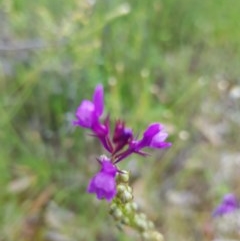 Linaria pelisseriana (Pelisser's Toadflax) at Mount Majura - 8 Nov 2020 by jamie.barney