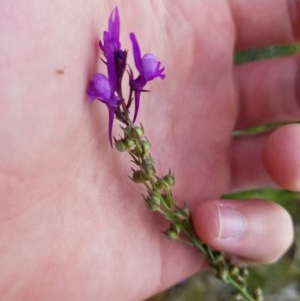 Linaria pelisseriana at Watson, ACT - 9 Nov 2020 09:54 AM