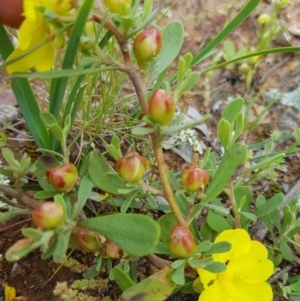 Hibbertia obtusifolia at Watson, ACT - 9 Nov 2020