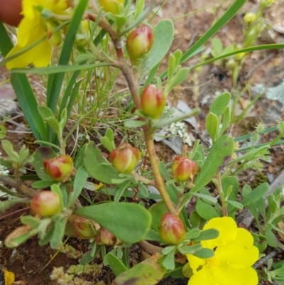 Hibbertia obtusifolia (Grey Guinea-flower) at Watson, ACT - 8 Nov 2020 by jamie.barney