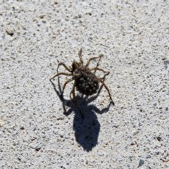 Lycosidae (family) (Wolf spider) at Throsby, ACT - 17 Nov 2020 by davobj