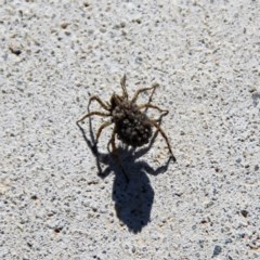 Lycosidae (family) (Unidentified wolf spider) at Throsby, ACT - 16 Nov 2020 by davobj