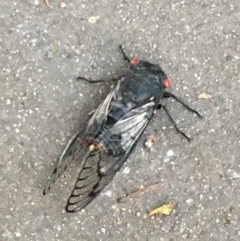 Psaltoda moerens (Redeye cicada) at Jerrabomberra Wetlands - 17 Nov 2020 by YellowButton