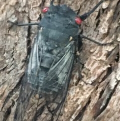 Psaltoda moerens at Fyshwick, ACT - 17 Nov 2020 06:37 PM