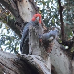 Callocephalon fimbriatum (Gang-gang Cockatoo) at Red Hill to Yarralumla Creek - 17 Nov 2020 by JackyF