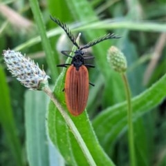 Porrostoma sp. (genus) (Lycid, Net-winged beetle) at Hughes Grassy Woodland - 17 Nov 2020 by JackyF