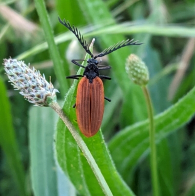 Porrostoma sp. (genus) (Lycid, Net-winged beetle) at Hughes, ACT - 17 Nov 2020 by JackyF