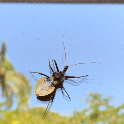 Pristhesancus plagipennis at Noosa Heads, QLD - 16 Nov 2020 by CaitlinW