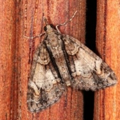 Microdes undescribed species (A Geometer moth) at Melba, ACT - 11 Nov 2020 by kasiaaus