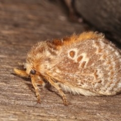 Pseudanapaea (genus) (A cup moth) at Melba, ACT - 11 Nov 2020 by kasiaaus