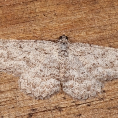 Psilosticha absorpta (Fine-waved Bark Moth) at Melba, ACT - 11 Nov 2020 by kasiaaus