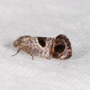 Eupselia beatella at Melba, ACT - 11 Nov 2020