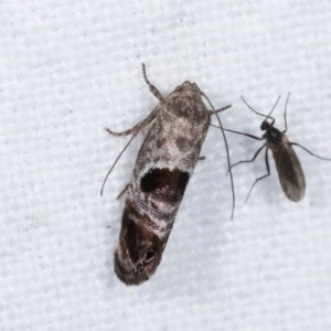 Eupselia beatella at Melba, ACT - 11 Nov 2020