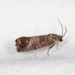 Cydia pomonella (Codling Moth) at Melba, ACT - 11 Nov 2020 by kasiaaus