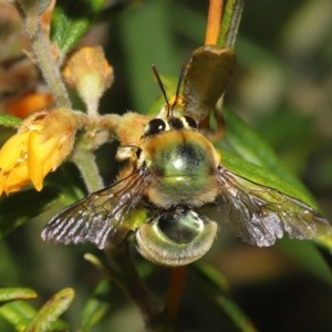 Xylocopa (Lestis) aerata at Acton, ACT - 17 Nov 2020