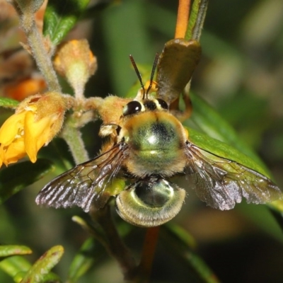 Xylocopa (Lestis) aerata (Golden-Green Carpenter Bee) at Acton, ACT - 17 Nov 2020 by TimL