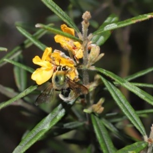 Xylocopa (Lestis) aerata at Acton, ACT - 17 Nov 2020