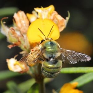 Xylocopa (Lestis) aerata at Acton, ACT - 17 Nov 2020