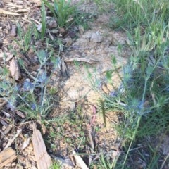 Eryngium ovinum (Blue Devil) at Belconnen, ACT - 17 Nov 2020 by JohnGiacon