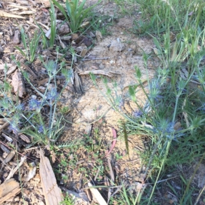 Eryngium ovinum (Blue Devil) at Flea Bog Flat to Emu Creek Corridor - 17 Nov 2020 by JohnGiacon