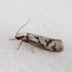 Eusemocosma pruinosa at Melba, ACT - 11 Nov 2020