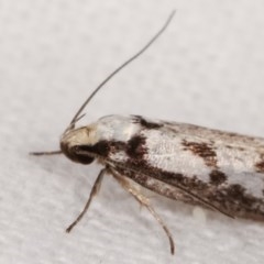 Eusemocosma pruinosa at Melba, ACT - 11 Nov 2020