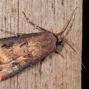 Agrotis ipsilon at Melba, ACT - 11 Nov 2020