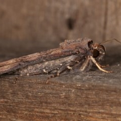 Agrotis ipsilon at Melba, ACT - 11 Nov 2020