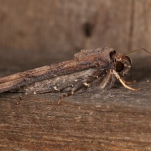 Agrotis ipsilon at Melba, ACT - 11 Nov 2020 10:03 PM