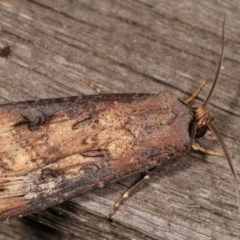 Agrotis ipsilon at Melba, ACT - 11 Nov 2020 10:03 PM