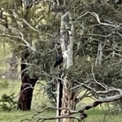 Ardea pacifica (White-necked Heron) at Googong, NSW - 17 Nov 2020 by Wandiyali