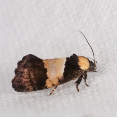 Eupselia axiepaena (A Twig moth) at Melba, ACT - 11 Nov 2020 by kasiaaus
