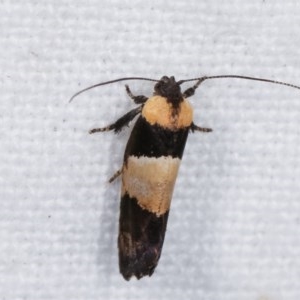 Eupselia axiepaena at Melba, ACT - 11 Nov 2020