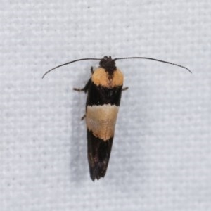 Eupselia axiepaena at Melba, ACT - 11 Nov 2020